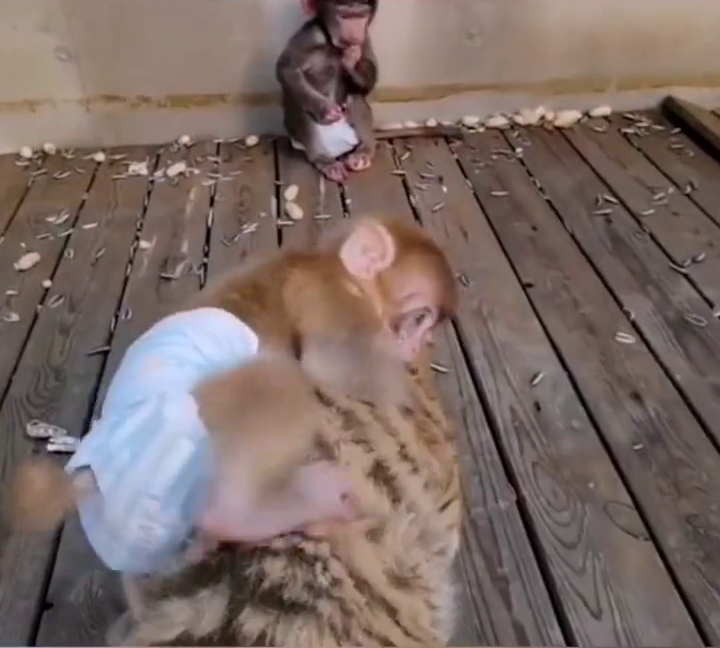 小猴子骑在老虎背上玩耍,网友:猴生巅峰!_腾讯新闻