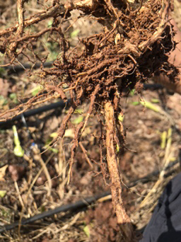 知识大课堂:认识柑橘根腐病根腐病用恶霉灵,枯草芽孢杆菌灌根.