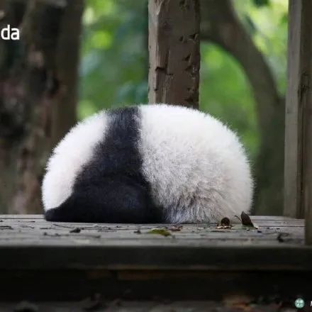 表情包|大熊猫 180度鞠躬