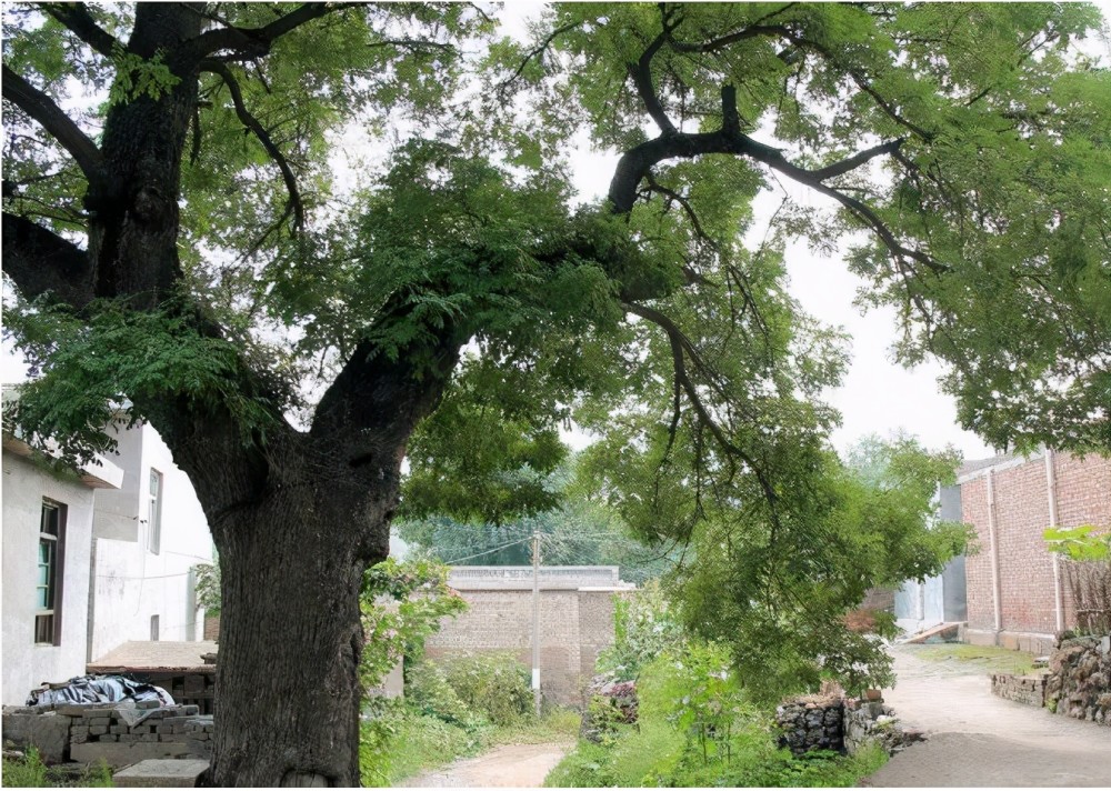 农村俗语院中树一片妻儿不相见啥意思老祖宗的话还在理吗