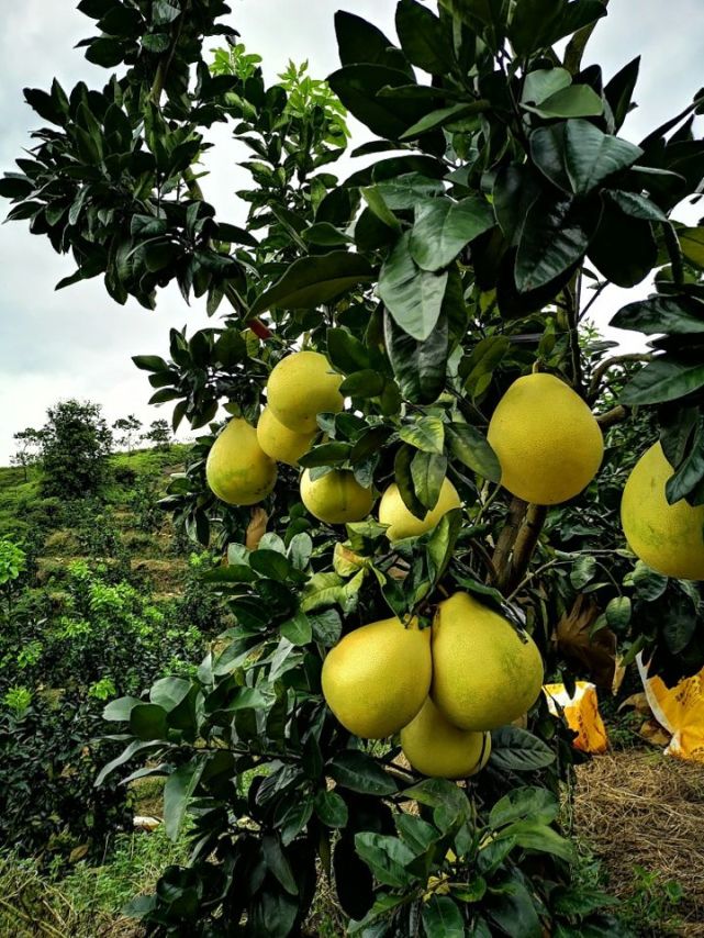 柚子用什么肥料才甜 柚子要施什么肥料更甜 肥料 柚子 有机肥 葡萄柚 微生物