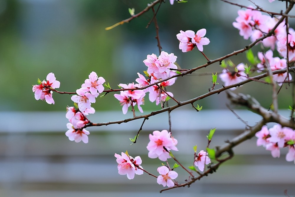 阳春三月桃花鲜 怎么正确的冲泡桃花茶 腾讯新闻