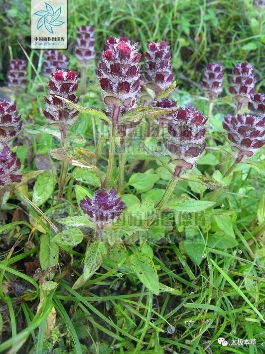 夏枯草,见过吗?散结解毒.治甲状腺肿大,淋巴结结核,乳腺增生