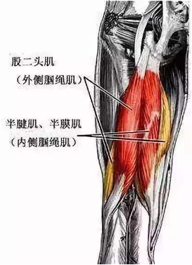 2,股二头肌止点炎:股二头肌位于大腿后侧,作用为屈曲和外旋膝关节,长