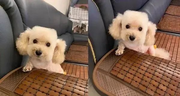 贵宾从美容院回家 惨变电视机 姐姐大笑 还好是我妈妈的狗 贵宾犬 美容院 贵宾狗