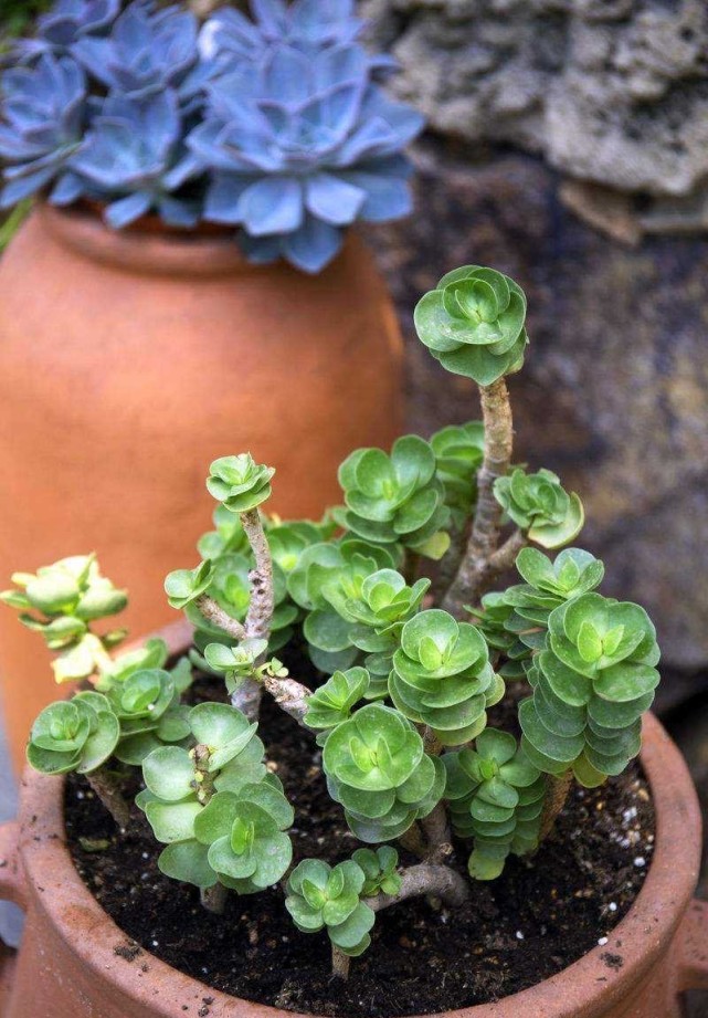 金钱木如何过冬 控水控肥 才能顺利过冬 枝叶肥壮 金钱木 盆栽植物 盆土