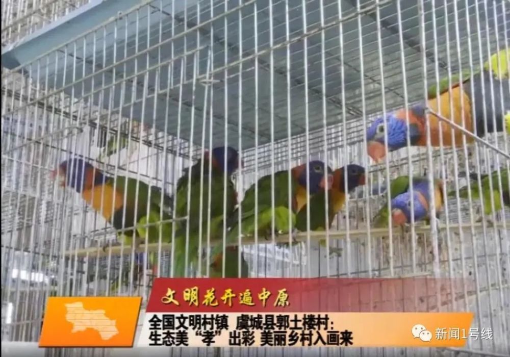 文明花开遍中原 全国文明村镇虞城县郭土楼村 生态美 孝 出彩美丽乡村入画来 腾讯新闻