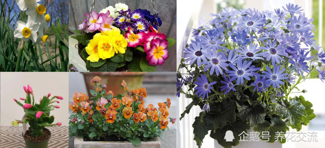 冬春开花的7种开花植物 适合养成室内盆栽 很容易养出花朵 腾讯网
