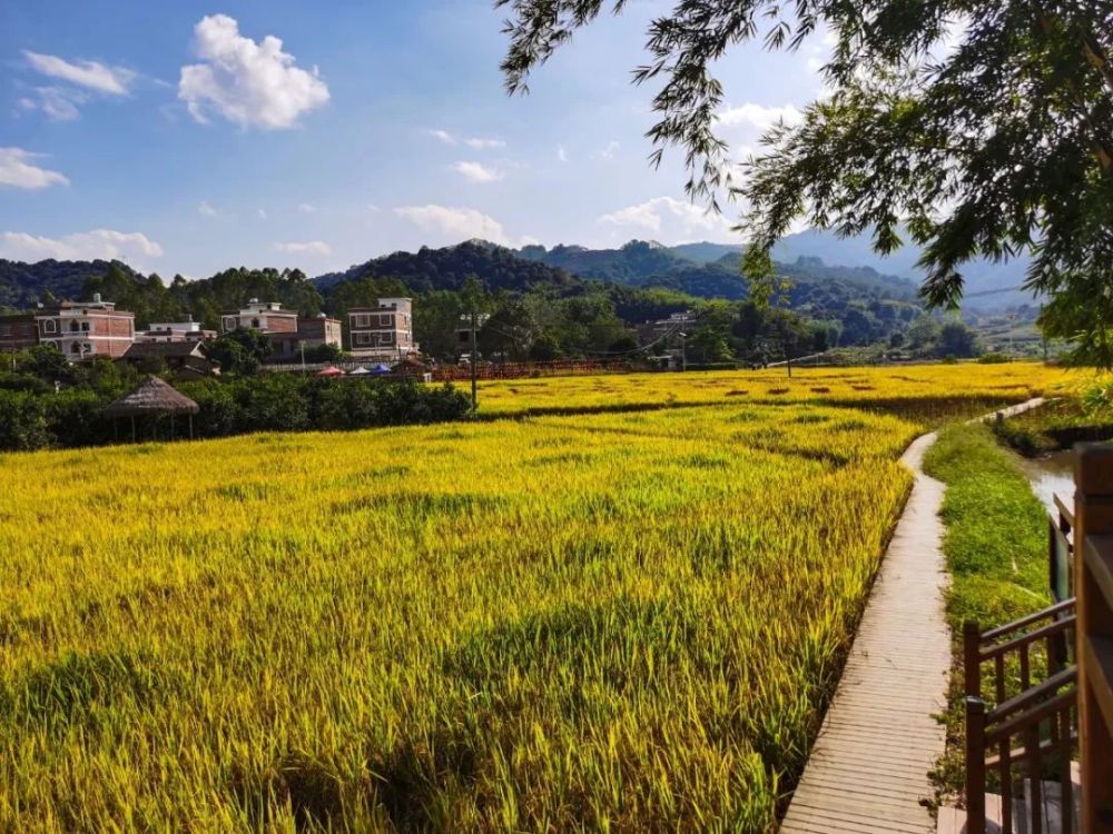 崇左卜花村有望入选2022年中国美丽休闲乡村_腾讯新闻