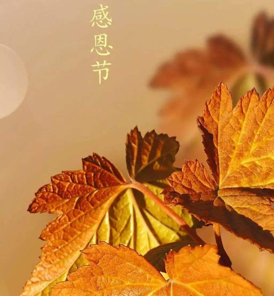 2020感恩节,感恩我生命中每一个遇到的人