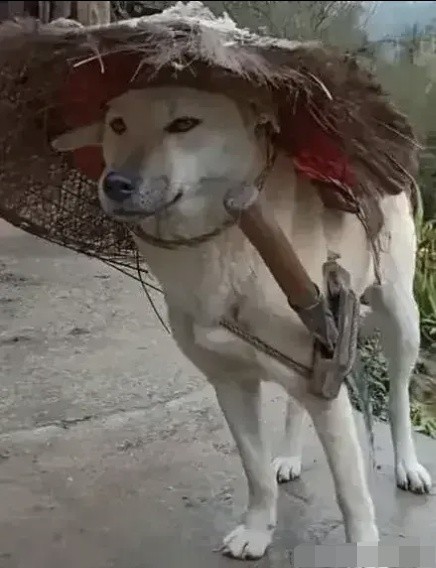 于是,它戴好了闯荡江湖必备套装之斗笠,佩戴了闯荡江湖必备套装之青锋