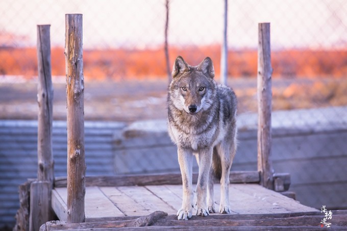 呼伦贝尔有一座狼岛,充满神秘,在这里可以感受草原狼的野性之美