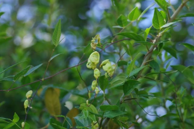 唇形科 牛至属绢毛蔷薇 蔷薇科 蔷薇属歪头菜 豆科 野豌豆属大王马先