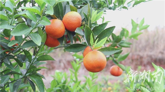 县区|道县四季红柑橘上市 产值1800万元