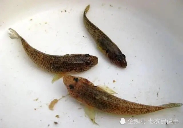 农村这种稀罕鱼，俗称“呆子鱼”，过去白送没人要，现在却吃不起_腾讯新闻