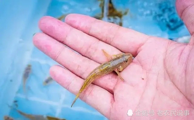 农村这种稀罕鱼，俗称“呆子鱼”，过去白送没人要，现在却吃不起_腾讯新闻