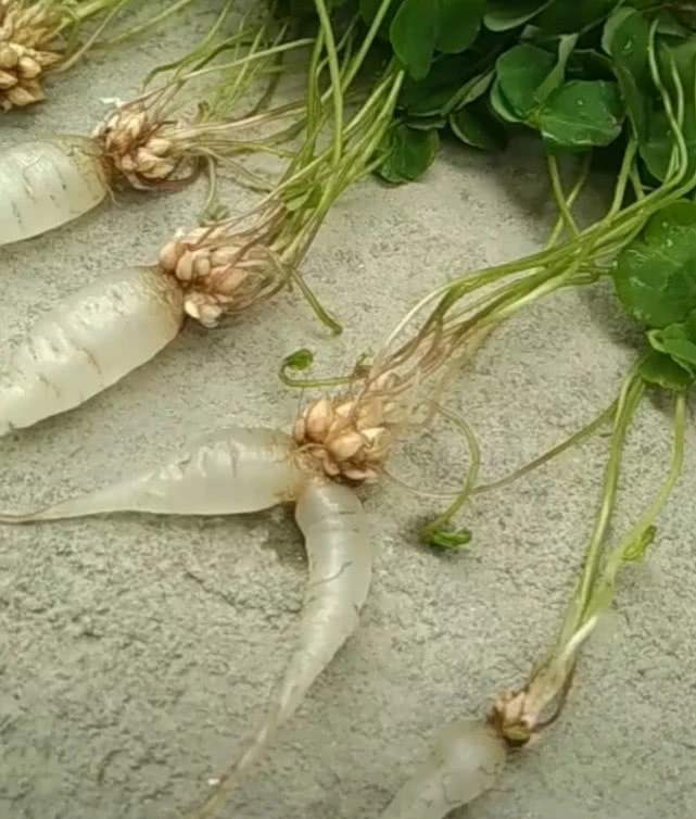 乡下菜园一野草当猪菜都嫌弃可不料其根茎被誉为水晶人参