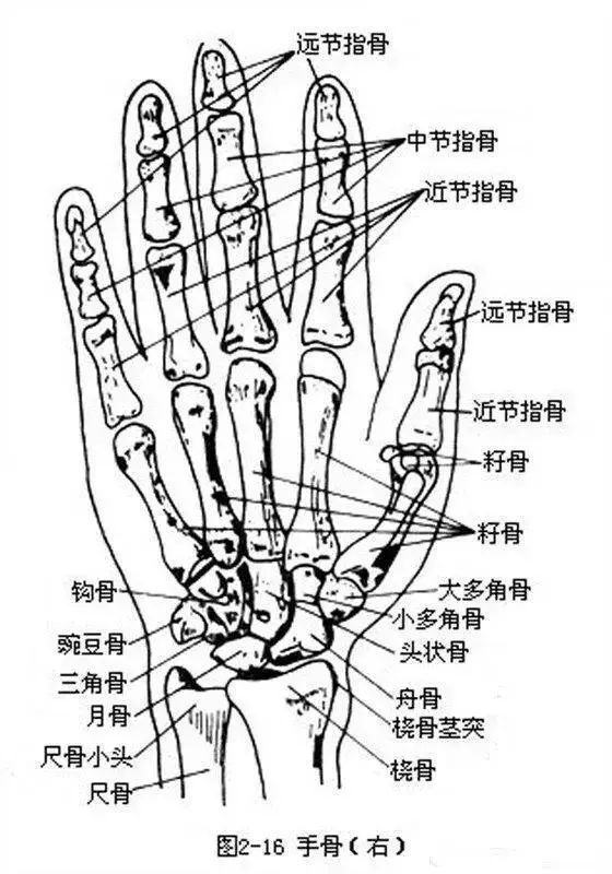 教练 我想学人体结构 如何画 手 袋袋我鸭 腾讯新闻