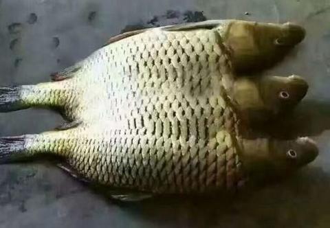 钓到一条三个头的鱼,这是要发财的节奏刚爆的头盔,防御力 999,安全感