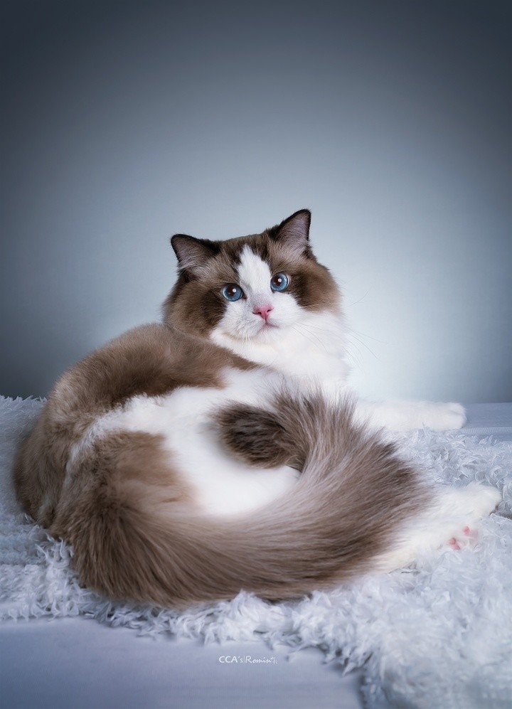 布偶猫 海豹双色11 26 腾讯新闻