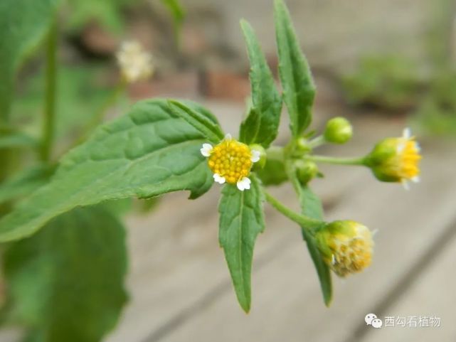 牛膝菊(牛膝菊图片与功效)