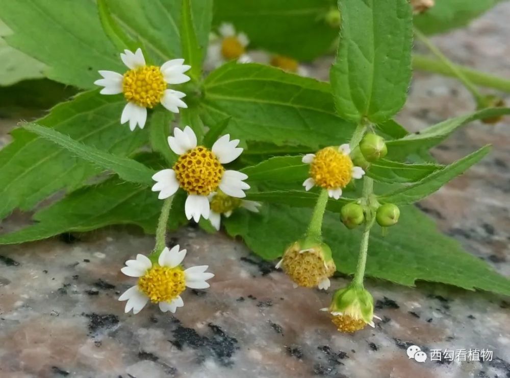 牛膝菊galinsogaparviflora