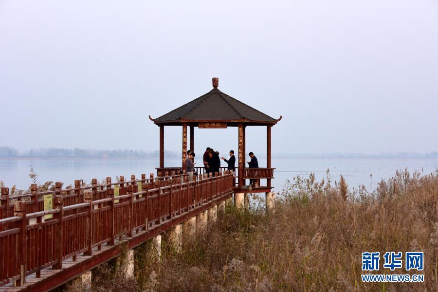 黄河故道湿地迎来稀客