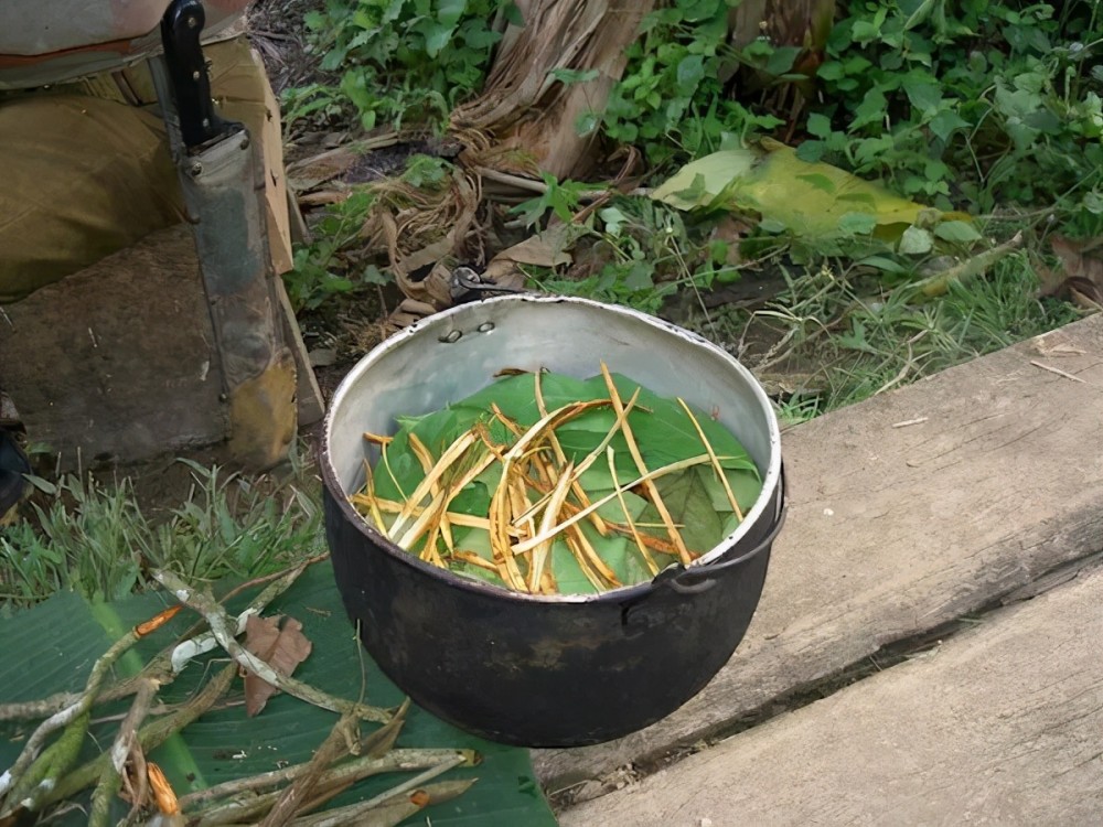 南美迷幻剂死藤水具有促进神经元新生的功能