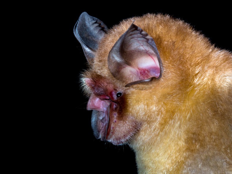 日本蝙蝠身上也发现类似新冠的病毒,相似