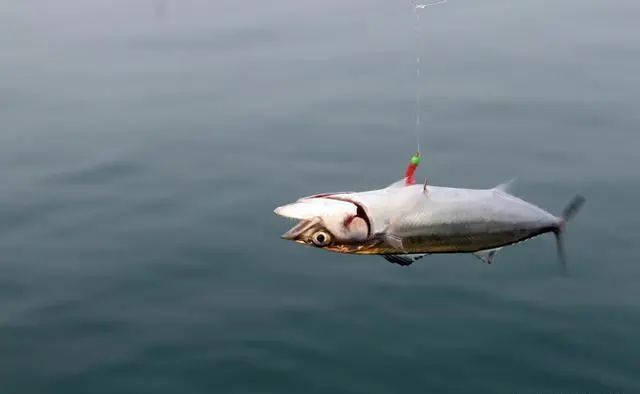 笨重的铅头钩钓不了轻口鱼不朝天钩冬钓更高效