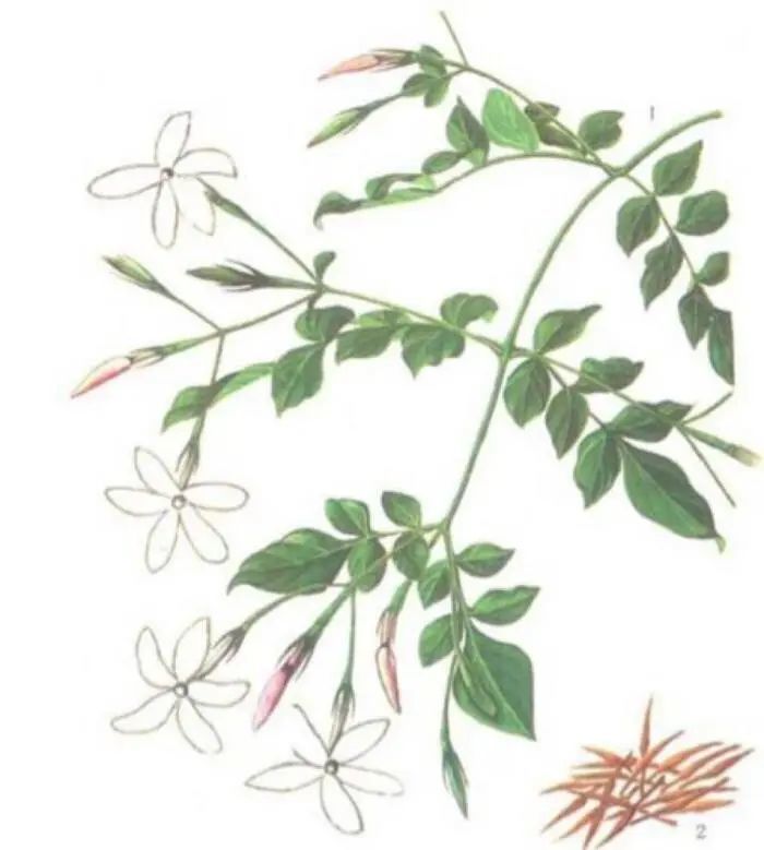 神农识药 疏调解郁汤之素馨花 腾讯新闻