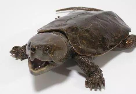 玄龟比如近年来发现的鹰嘴龟,又叫大头龟,其实是《山海经》里记载过的