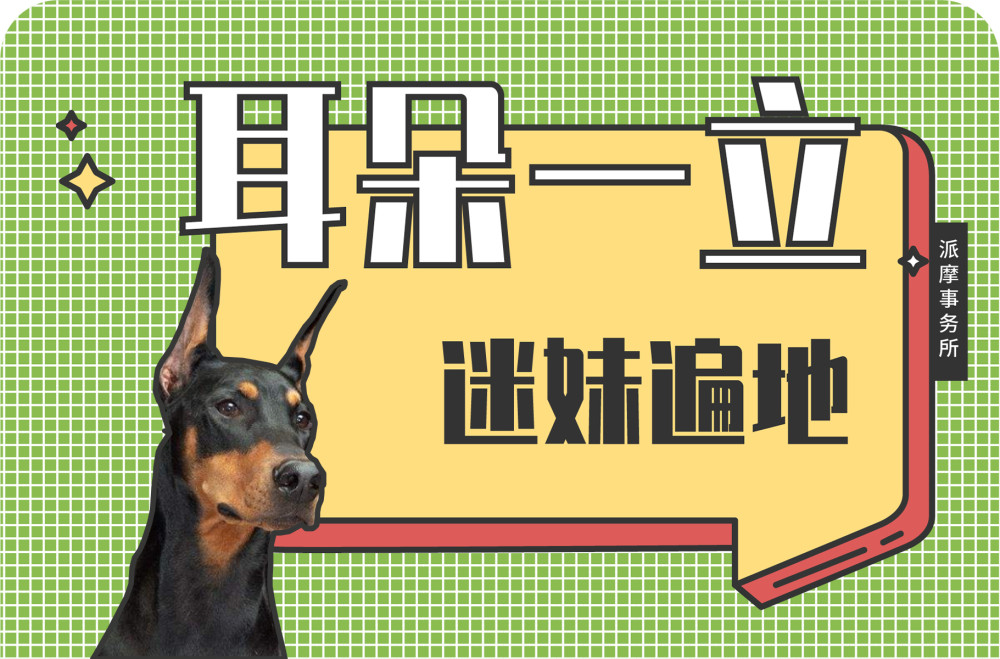 狗子立耳究竟有多重要 看完你就知道了 腾讯新闻