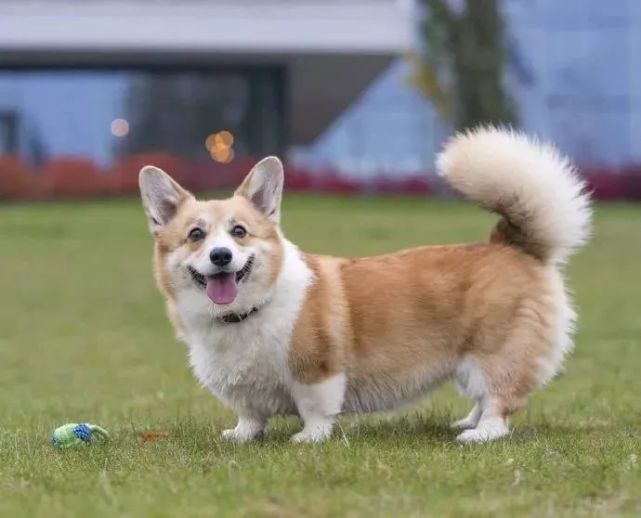 原来柯基有尾巴,并且还这么漂亮!