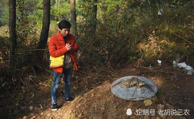 說法認為:一旦有藤狀植物纏繞在墳墓後邊的樹木上,就會對家人產生不好