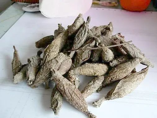 莱州这种虫子长得很恶心,有人收400一斤!还有人说很好吃