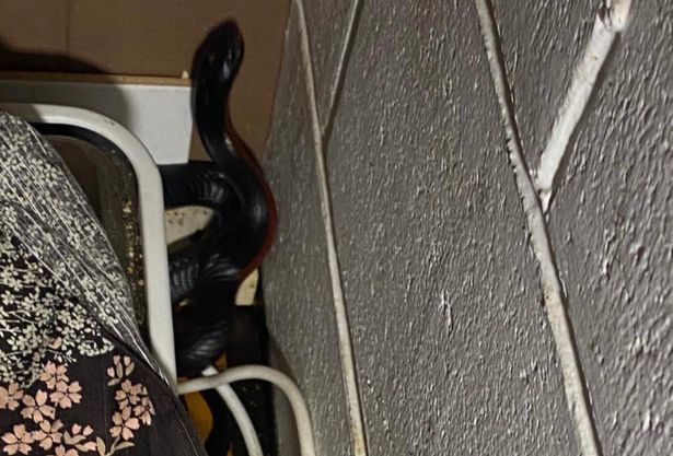 女子早晨想煮早餐,烤面包机却钻出一条毒蛇,吓到内心有阴影