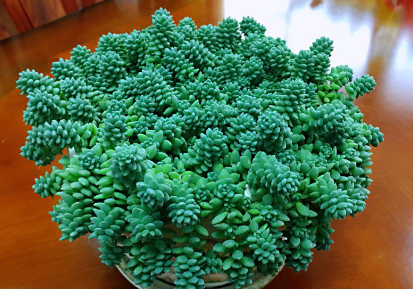 旋叶姬星美人多肉界的七彩仙子色彩斑斓太好看