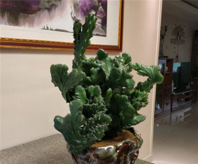 比发财树好养的 懒人植物 寓意吉祥平安 皮实好养活 多肉 懒人植物 玉麒麟