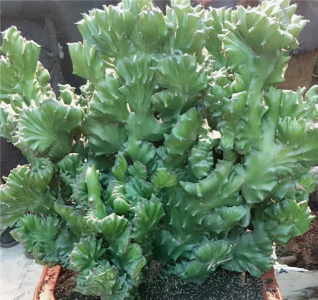 比发财树好养的 懒人植物 寓意吉祥平安 皮实好养活 多肉 懒人植物 玉麒麟