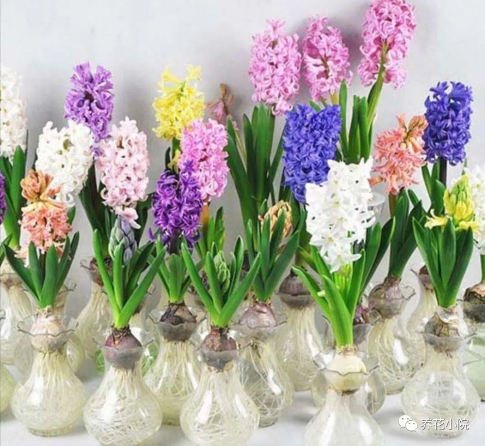 水培风信子 做好这几点要求 长得旺 开花更美 腾讯新闻