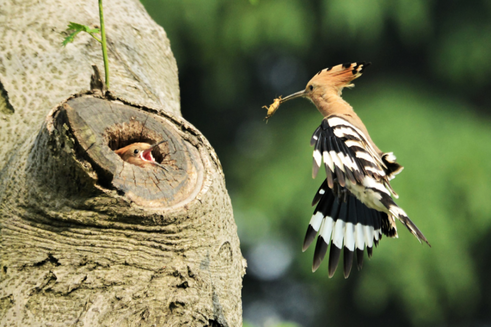 散发臭气的花蒲扇戴胜