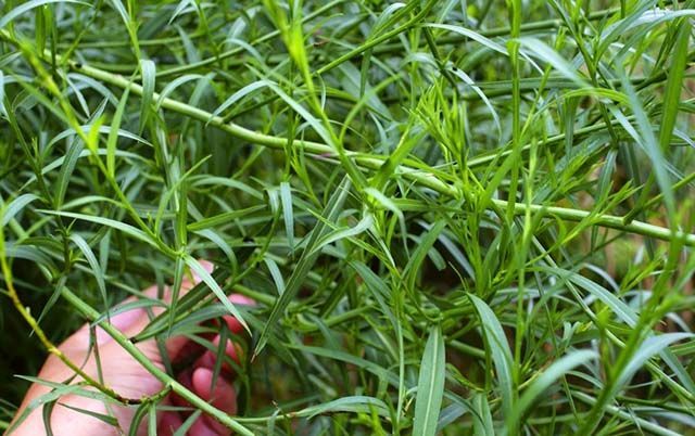 中药材柴胡什么时间施肥好柴胡什么时候用叶面肥柴胡叶面肥用哪个肥