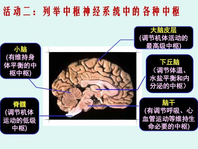 高中生物《神經系統的分級調節》微課精講 知識點 課件教案習題