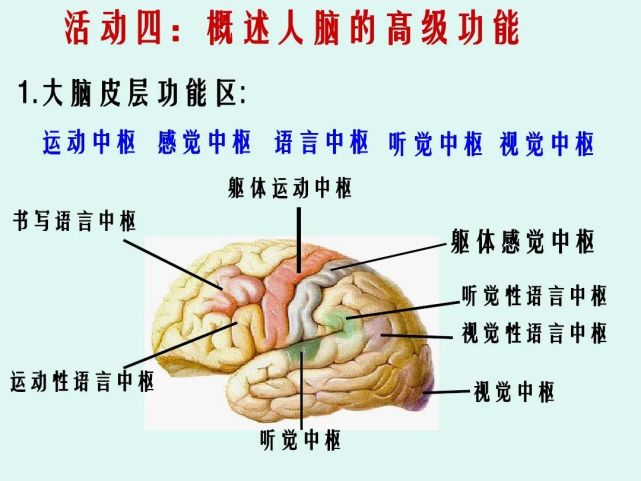 高中生物《神經系統的分級調節》微課精講 知識點 課件教案習題