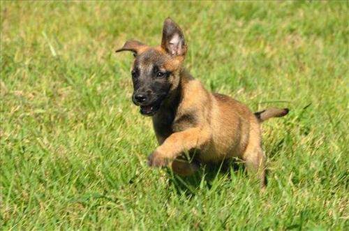 三个月的小马犬有眼屎怎么回事