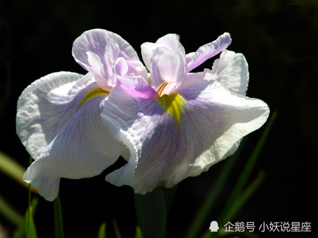 11月28日星座运势 喜上眉梢 诸事顺遂的四大星座 腾讯网