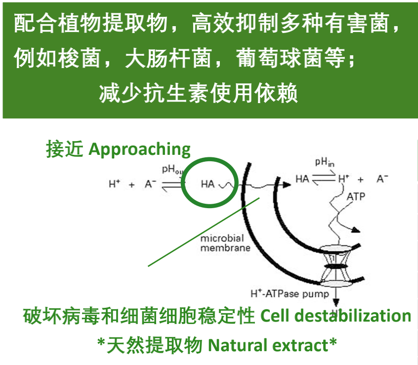 阿维拉霉素,是由绿色产色链霉菌t057(发酵生产的甲基羟基甲氧基苯甲酸