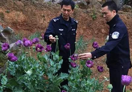 法院回应老人种罂粟被判5年-WordPress极简博客