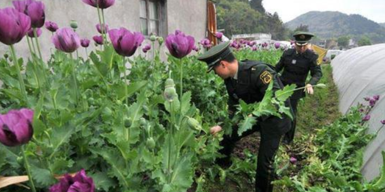 法院回应老人种罂粟被判5年-WordPress极简博客